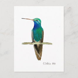 Broad-billed Hummingbird Briefkaart