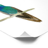 Broad-billed Hummingbird Foto Afdruk (Hoek)