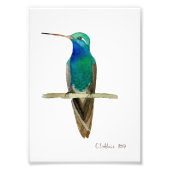 Broad-billed Hummingbird Foto Afdruk (Voorkant)