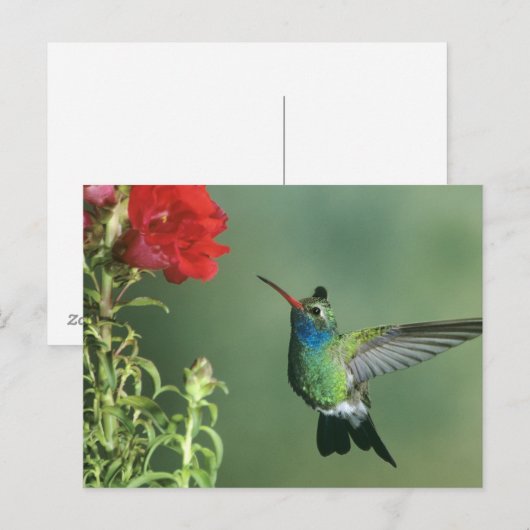 Broad-billed kolibrie mannelijk briefkaart (Voorkant / Achterkant)