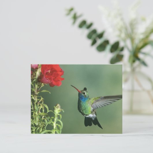 Broad-billed kolibrie mannelijk briefkaart (Staand voorkant)