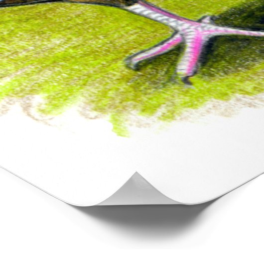 Broad Breasted Bronze Poster (Hoek)