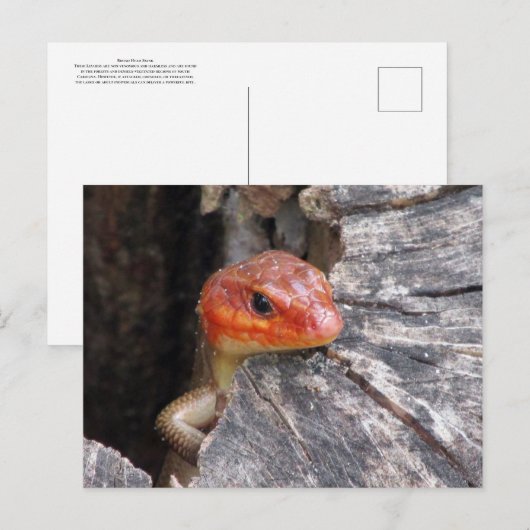 Broad Head Skink Briefkaart (Voorkant / Achterkant)