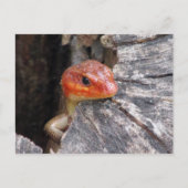 Broad Head Skink Briefkaart (Voorkant)