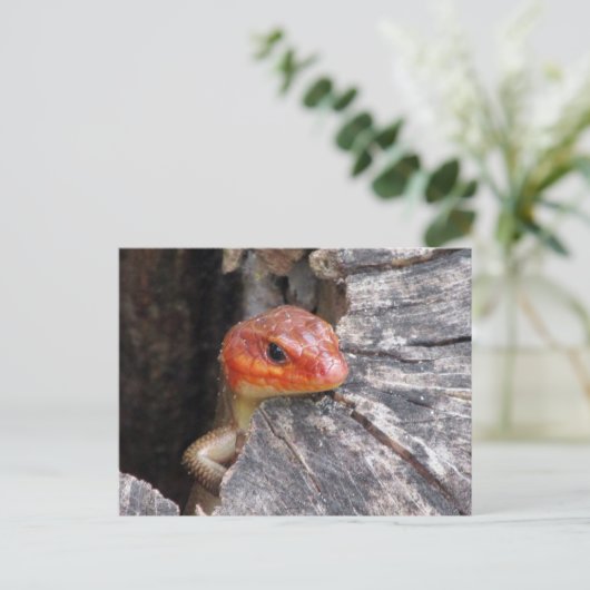 Broad Head Skink Briefkaart (Staand voorkant)