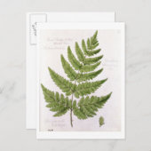 Broad Prickly-toothed Buckler Fern, geschilderd te Briefkaart (Voorkant / Achterkant)