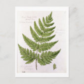 Broad Prickly-toothed Buckler Fern, geschilderd te Briefkaart (Voorkant)