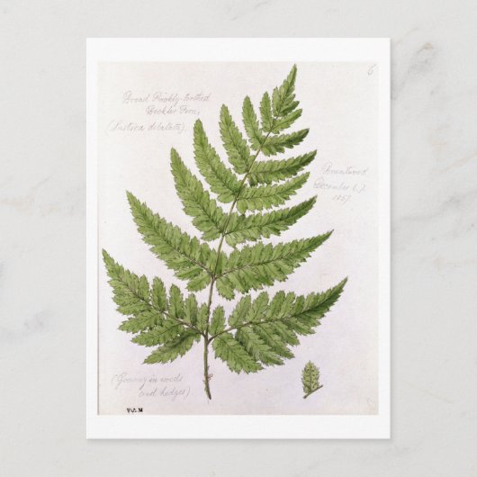 Broad Prickly-toothed Buckler Fern, geschilderd te Briefkaart (Voorkant)