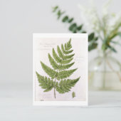 Broad Prickly-toothed Buckler Fern, geschilderd te Briefkaart (Staand voorkant)