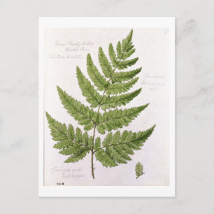 Broad Prickly-toothed Buckler Fern, geschilderd te Briefkaart
