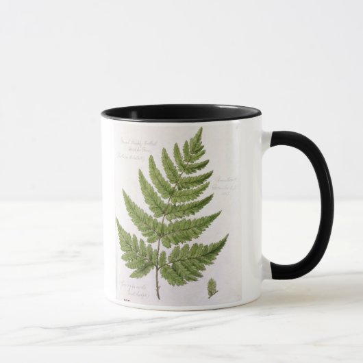 Broad Prickly-toothed Buckler Fern, geschilderd te Mok (Rechts)