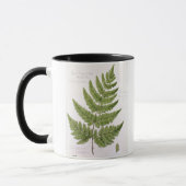 Broad Prickly-toothed Buckler Fern, geschilderd te Mok (Links)