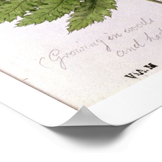 Broad Prickly-toothed Buckler Fern, geschilderd te Poster (Hoek)