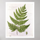 Broad Prickly-toothed Buckler Fern, geschilderd te Poster (Voorkant)