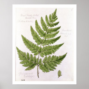 Broad Prickly-toothed Buckler Fern, geschilderd te Poster