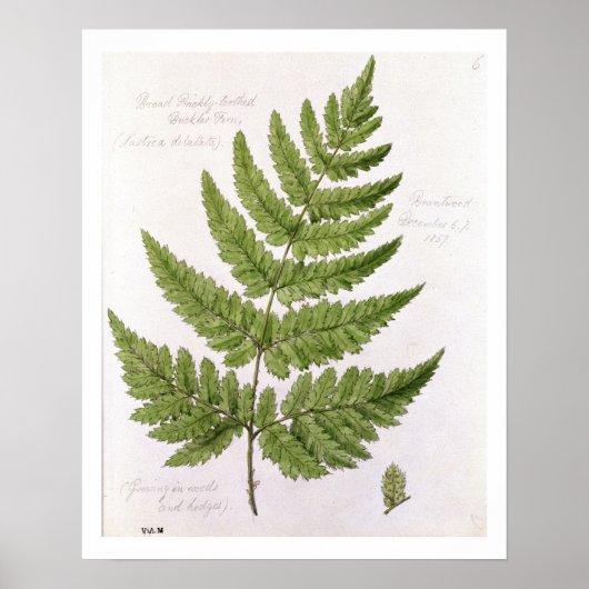 Broad Prickly-toothed Buckler Fern, geschilderd te Poster (Voorkant)