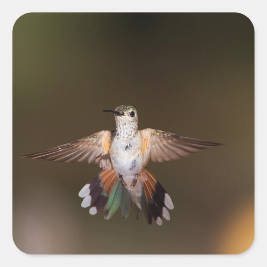 Broad-Tailed Hummingbird die uitkomt Vierkante Sticker (Voorkant)