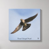 Broad Winged Hawk Canvas Afdruk (Voorkant)