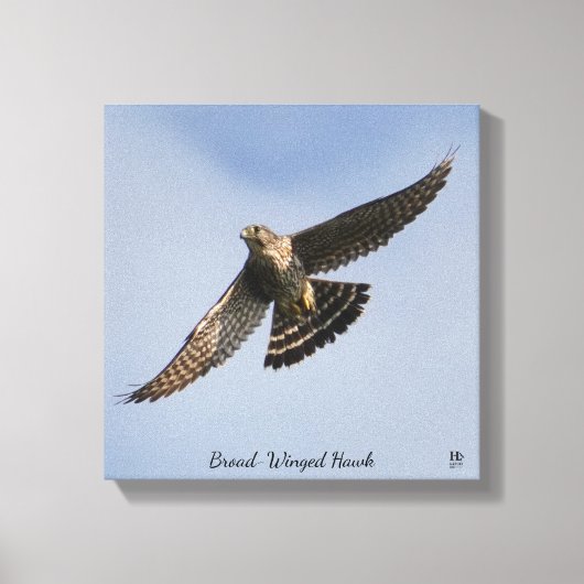 Broad Winged Hawk Canvas Afdruk (Voorkant)