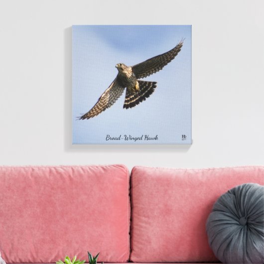 Broad Winged Hawk Canvas Afdruk (Insitu (Woonkamer))