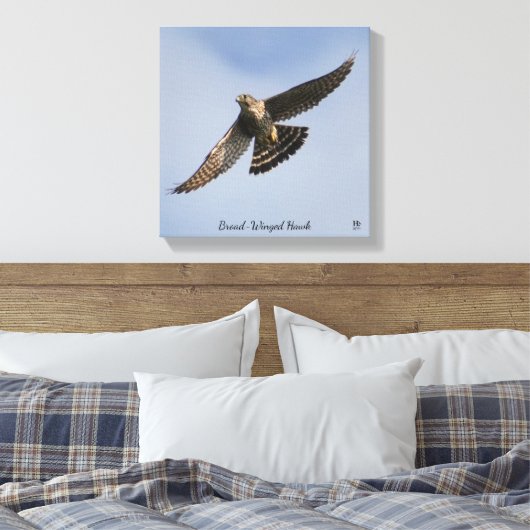 Broad Winged Hawk Canvas Afdruk (Insitu (Slaapkamer))
