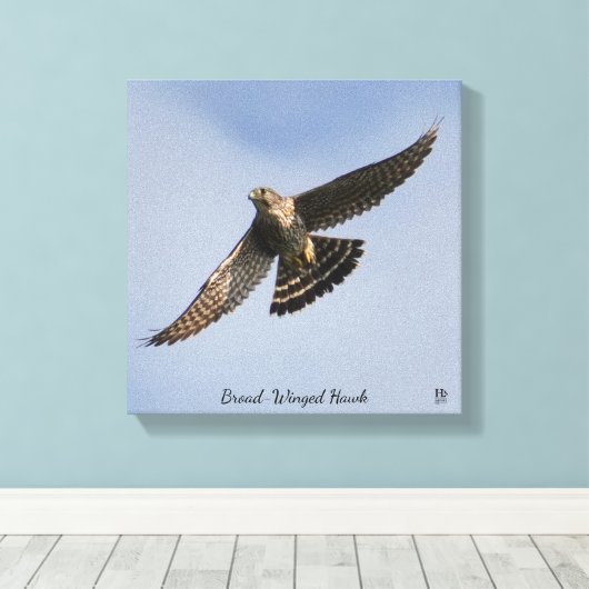 Broad Winged Hawk Canvas Afdruk (Insitu (Houten vloer))