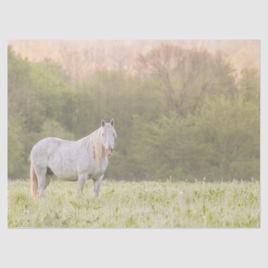 Broadfoot Mare Tissuepapier (Voorkant)