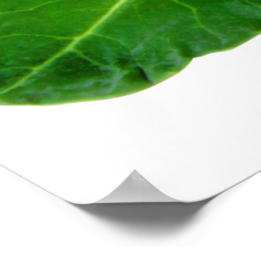 Broccoli 28 x 20 inch, Value Poster Paper (Matte) (Hoek)