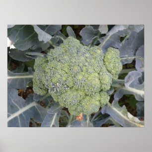Broccoli afdrukken poster