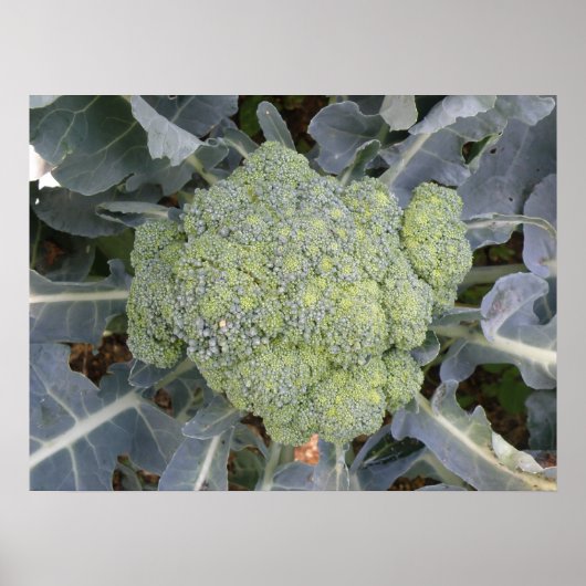 Broccoli afdrukken poster (Voorkant)