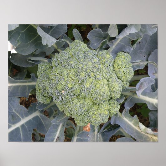 Broccoli afdrukken poster (Voorkant)