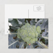 Broccoli-Briefkaart Briefkaart (Voorkant / Achterkant)