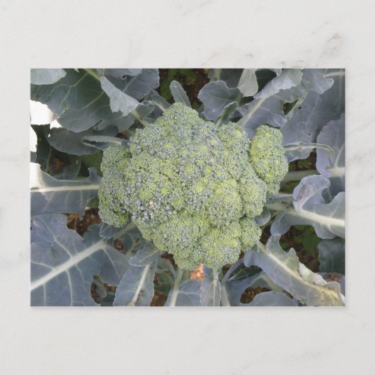 Broccoli-Briefkaart Briefkaart (Voorkant)