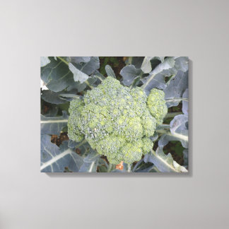 Broccoli Canvas afdrukken