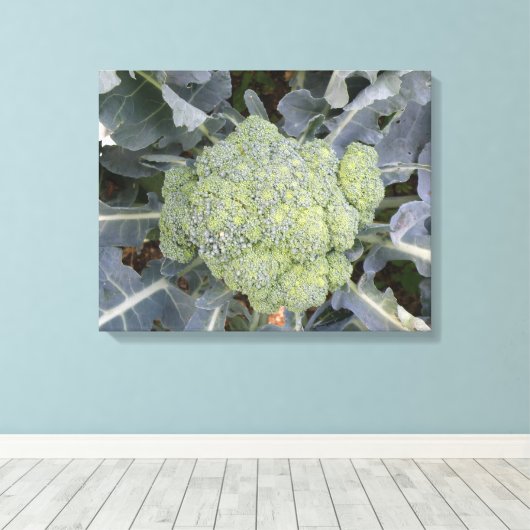 Broccoli Canvas afdrukken (Insitu (Houten vloer))