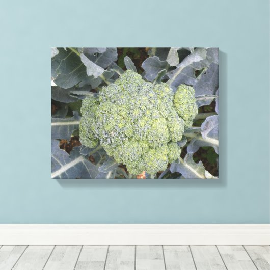 Broccoli Canvasprint Canvas Afdruk (Insitu (Houten vloer))