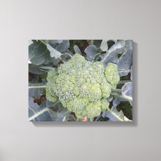 Broccoli Canvasprint Canvas Afdruk (Voorkant)