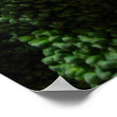 Broccoli en bloemkool poster (Hoek)