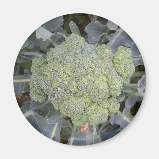 Broccoli Magnet (Voorkant)