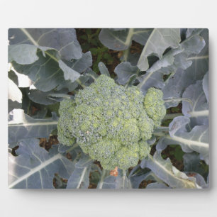 Broccoli Plaque Fotoplaat