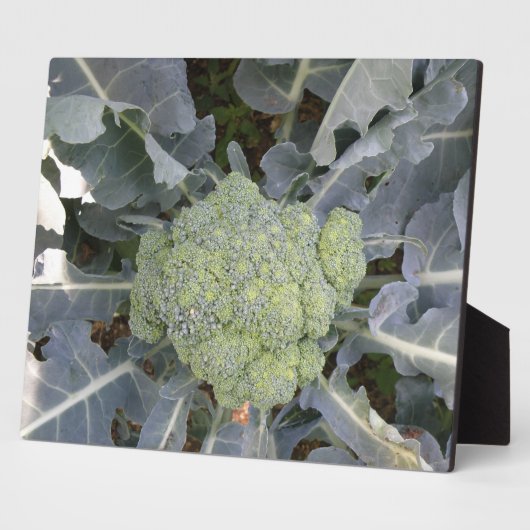 Broccoli Plaque Fotoplaat (Zijkant)