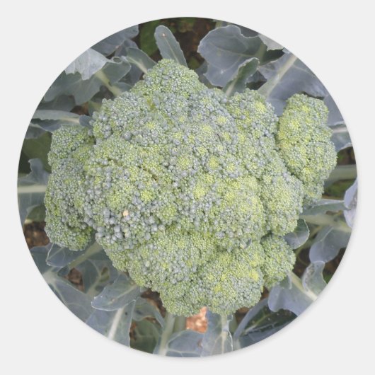 Broccoli Stickers (Voorkant)