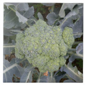 Broccoli Tile Tegeltje (Voorkant)