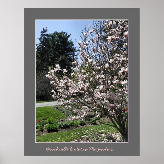 Brockville Ontario Magnolias Poster (Voorkant)