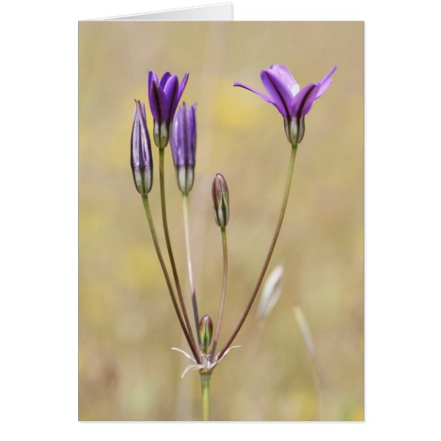 Brodiaea, blanco (Voorkant)