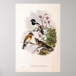  Brodie's Flycatcher beroemd gemaakt door John Gou Poster