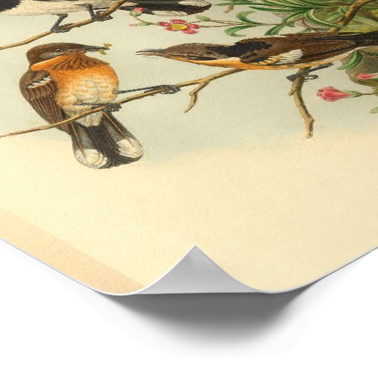 Brodie's Flycatcher Brown Bird  Print (Hoek)