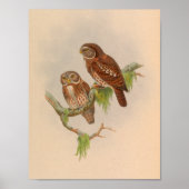 Brodies Owl Owlet Brown  Bird Art Print (Voorkant)