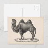 Brodtmann Camel Sketch Briefkaart (Voorkant / Achterkant)