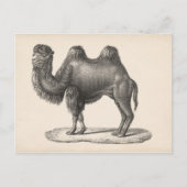 Brodtmann Camel Sketch Briefkaart (Voorkant)